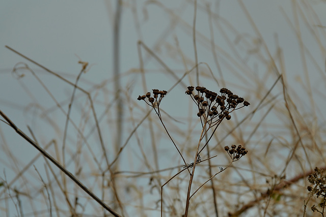 DSC00966 (2)