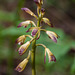 Aplectrum hyemale (Puttyroot orchid)