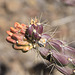 Cane Cholla Fruit