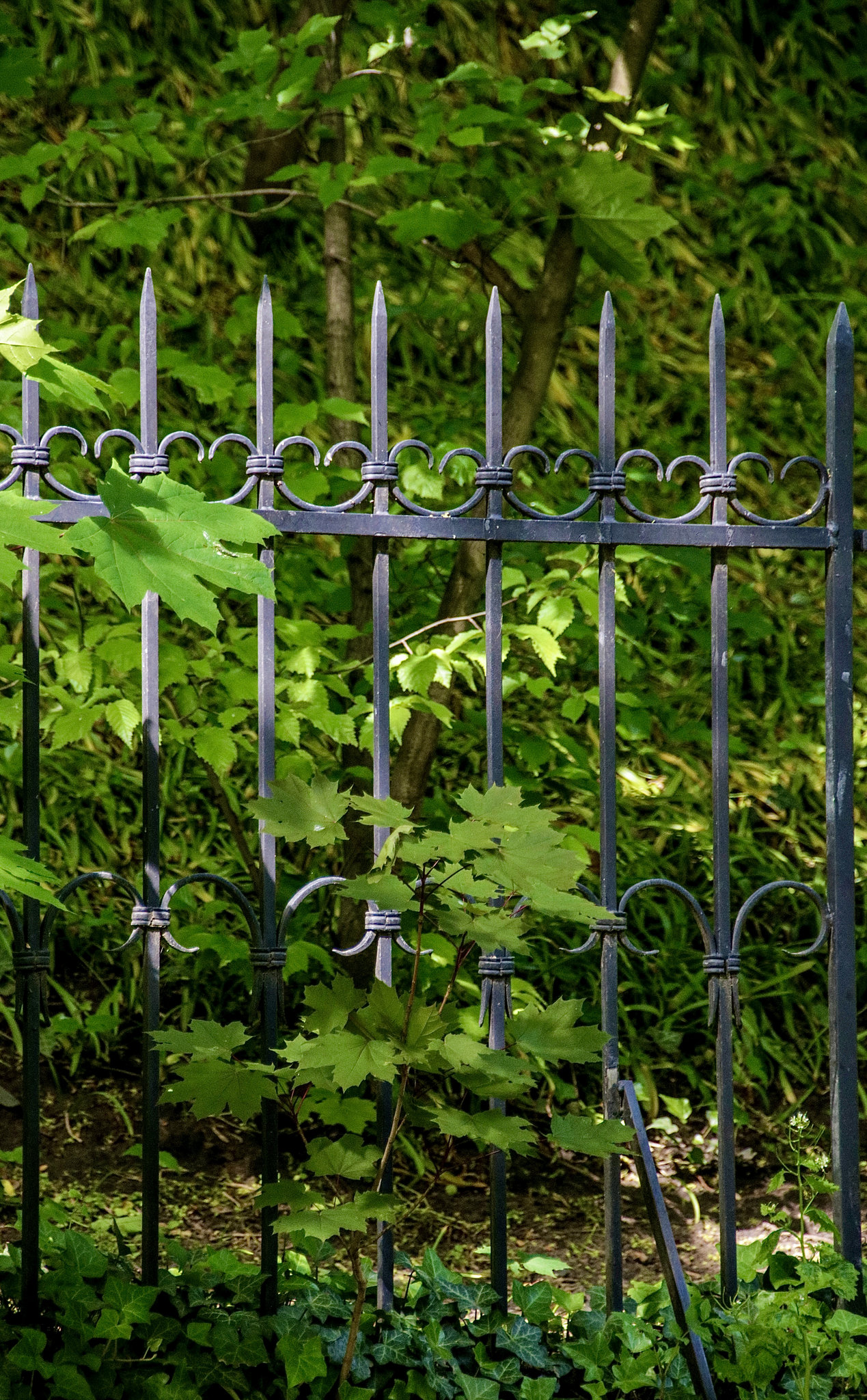 A Fence for Friday