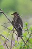 Female red-winged blackbird