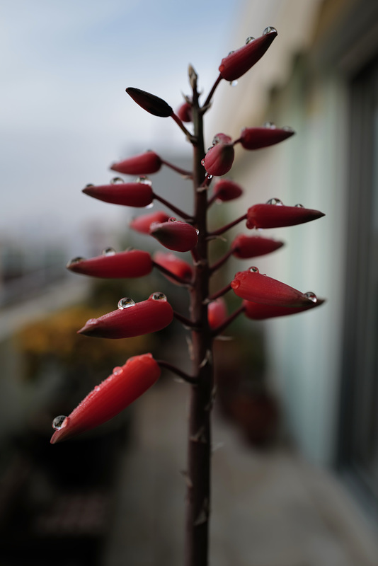 Aloe plicatilis