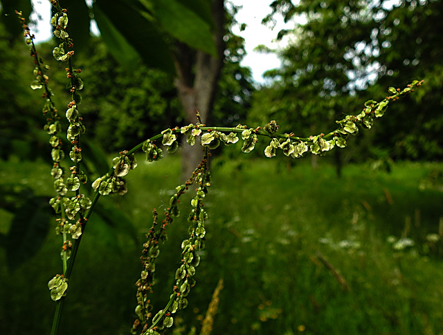 20210609 0607CPw [D~LIP] Wiesen-Sauerampfer (Rumex acetosa), UWZ, Bad Salzuflen