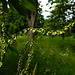 20210609 0607CPw [D~LIP] Wiesen-Sauerampfer (Rumex acetosa), UWZ, Bad Salzuflen