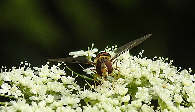 20210713 1696CPw [D~LIP] Möhre (Daucus carota), Hain-Schwebfliege (Episyphus balteatus), [Wander-, Winterschwebfliege], Bad Salzuflen