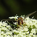 20210713 1696CPw [D~LIP] Möhre (Daucus carota), Hain-Schwebfliege (Episyphus balteatus), [Wander-, Winterschwebfliege], Bad Salzuflen