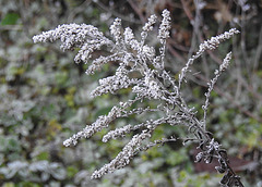 20211221 3068CPw [D~LIP] Kanadische Goldrute (Solidago canadensis), Raureif, Bad Salzuflen