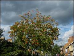 East Oxford rowan