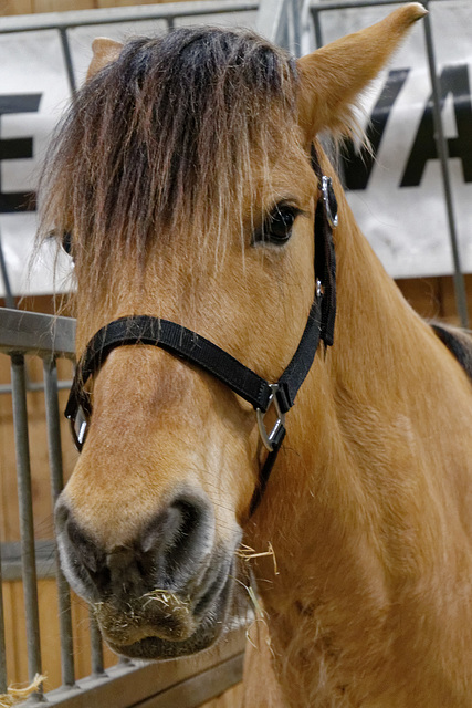 Les chevaux (2)