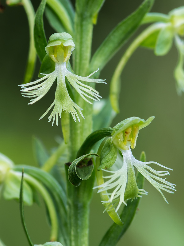 Platanthera lacera (Ragged Fringed orchid)