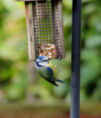 Blue Tit   /   March 2018