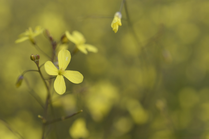 Brassica barrelieri