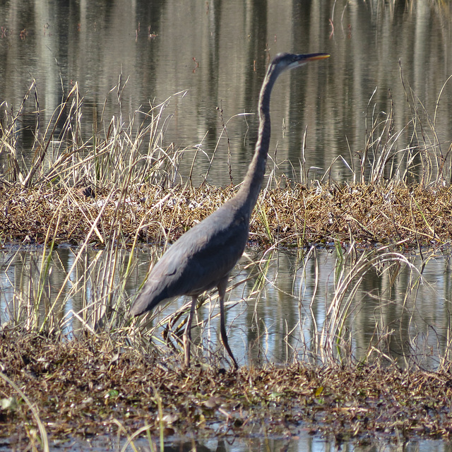 Great blue heron