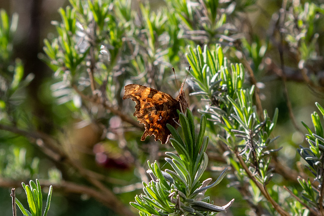 The white Comma on a Comma Butterfly