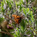 The white Comma on a Comma Butterfly