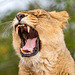 Lioness yawning