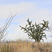 Cane Cholla