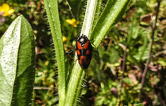 20200517 7481CPw [D~LIP] Feinstrahl-Berufskraut (Erigeron annuus), Blutzikade (Cercopis vulnerata), UWZ, Bad Salzuflen