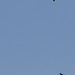 Swifts doing acrobatics