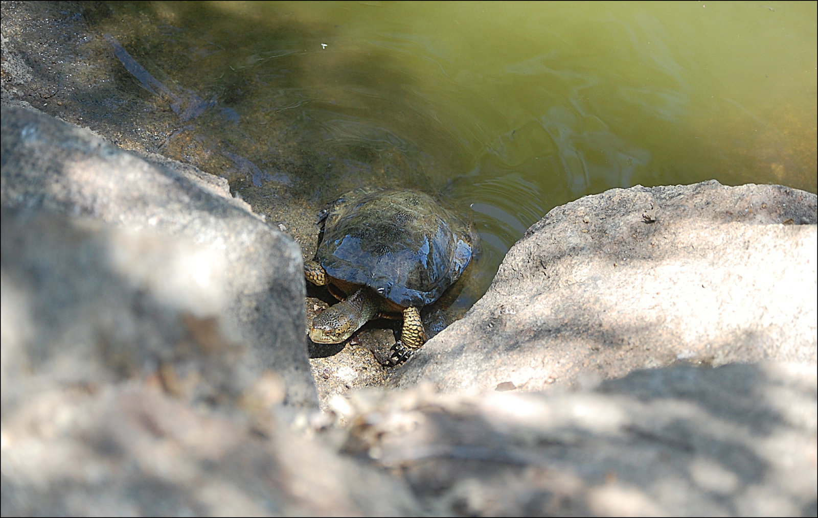 Happy World Turtle day