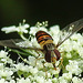 20210713 1697CPw [D~LIP] Wilde Möhre (Daucus carota), Hain-Schwebfliege (Episyphus balteatus), [Wander-, Winterschwebfliege], Bad Salzuflen