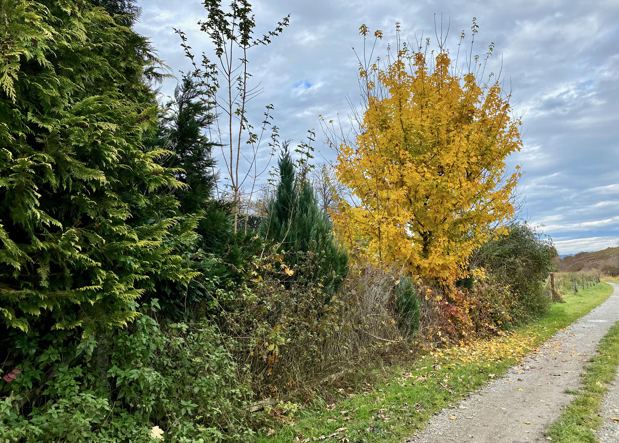 Spazierweg am Weiher