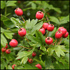 hawthorn berries