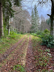 Track by the Altyre burn