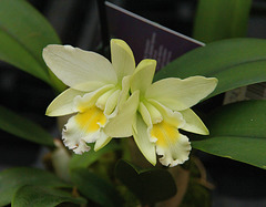 Orchidee Epicattleya Siam Jade Orchid