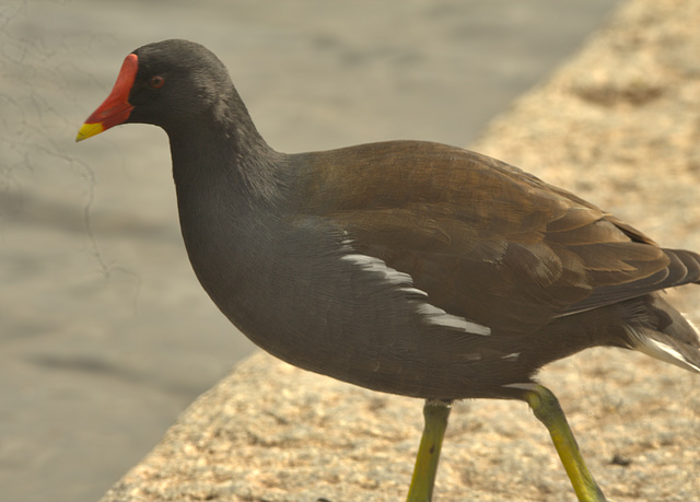 IMG 0039moorhen