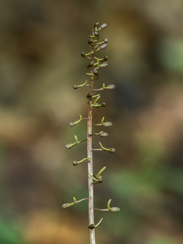 Tipularia discolor (Crane-fly orchid)