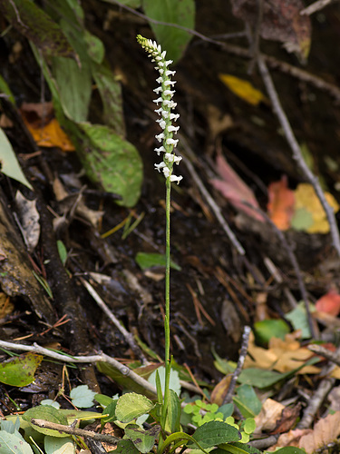 Spiranthes cernua (Nodding Ladies'-tresses orchid)
