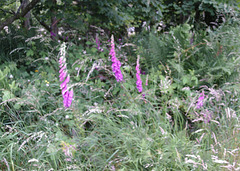 gdn - foxgloves