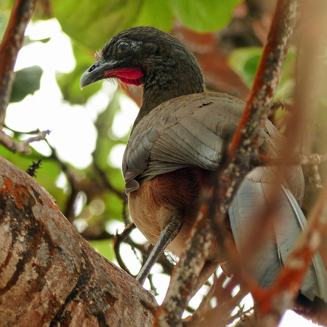 Rufous-vented chachalaca / Ortalis ruficauda, Tobago