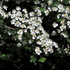 Crataegus laevigata en fleur