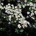 Crataegus laevigata en fleur