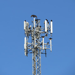 Vultures on a cellphone tower