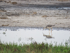 Day 2, Yellowlegs, South Texas