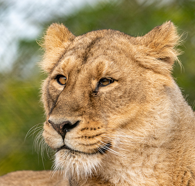 Lioness close  up