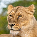 Lioness close  up