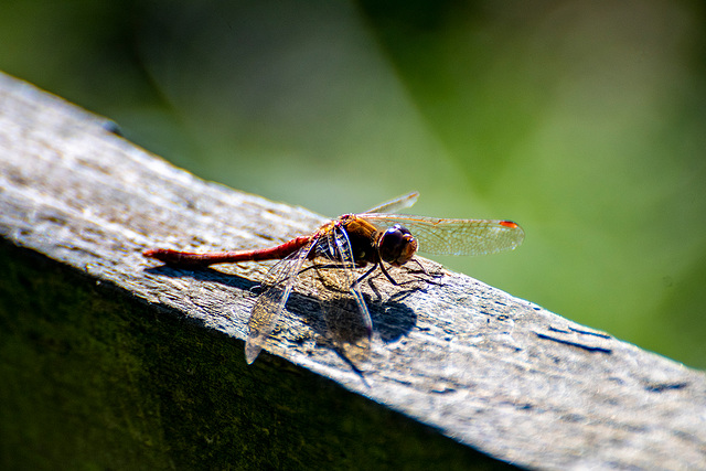 Common darter5