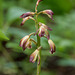 Aplectrum hyemale (Puttyroot orchid)