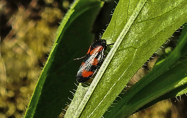 20200517 7482CPw [D~LIP] Feinstrahl-Berufskraut (Erigeron annuus), Blutzikade (Cercopis vulnerata), UWZ, Bad Salzuflen