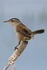 Marsh wren