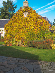 Virginia Creeper Autumn