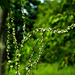 20210609 0608CPw [D~LIP] Wiesen-Sauerampfer (Rumex acetosa), UWZ, Bad Salzuflen