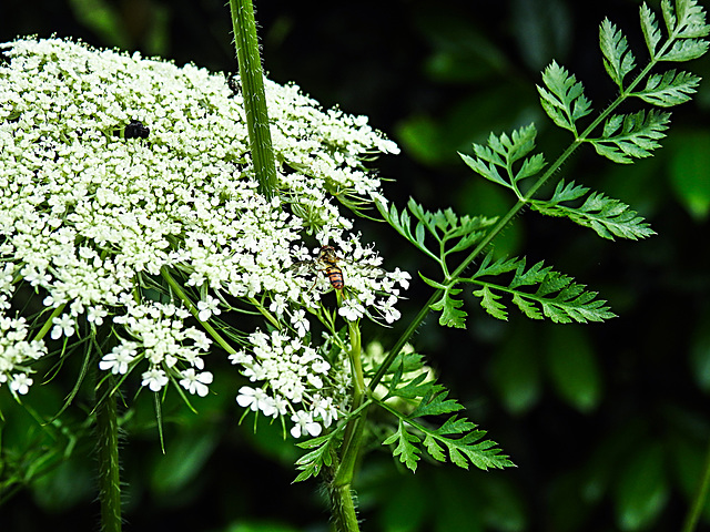 20210713 1702CPw [D~LIP] Möhre (Daucus carota), Bad Salzuflen