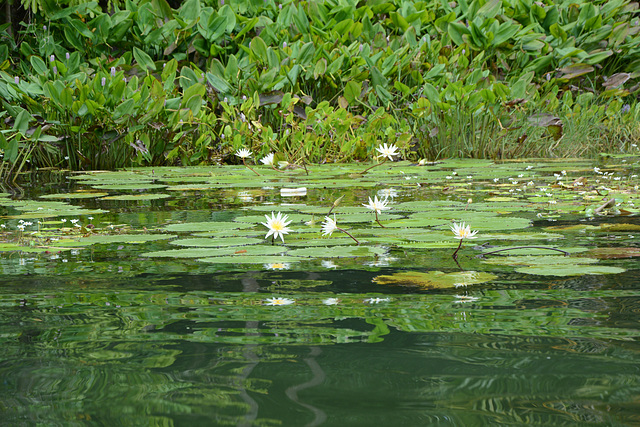 Guatemala, Water Lilies in the Chocón Machacas Protected Biotope