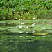 Guatemala, Water Lilies in the Chocón Machacas Protected Biotope