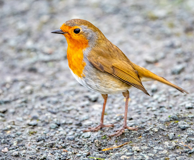 Robin